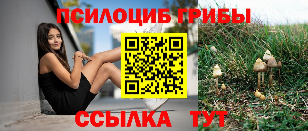 Псилоцибиновые грибы Psilocybe Пыть-Ях